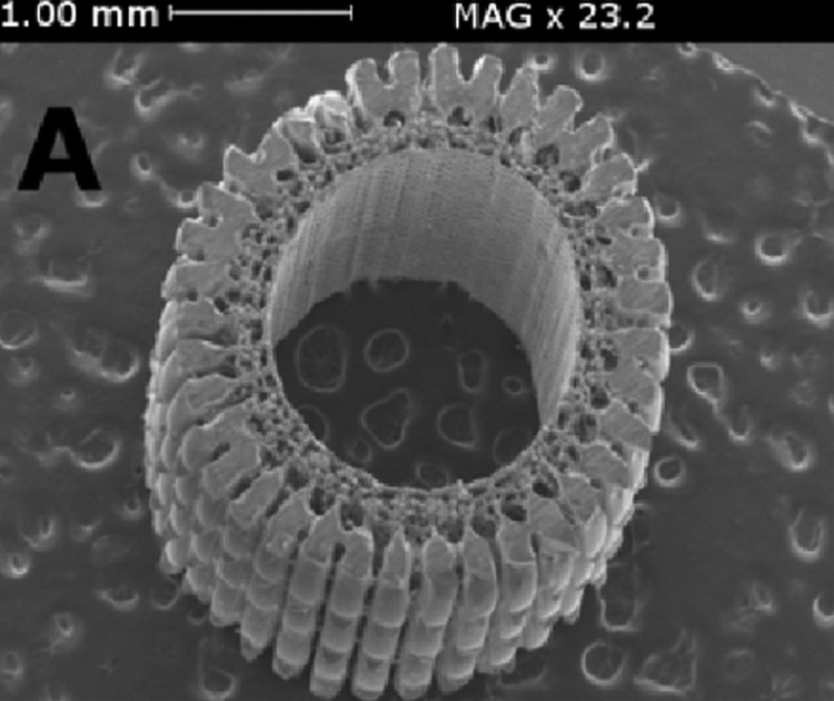 Scanning electron micrograph of a sea urchin spine cut across, showing radiating wedges of porous calcite around a hollow core