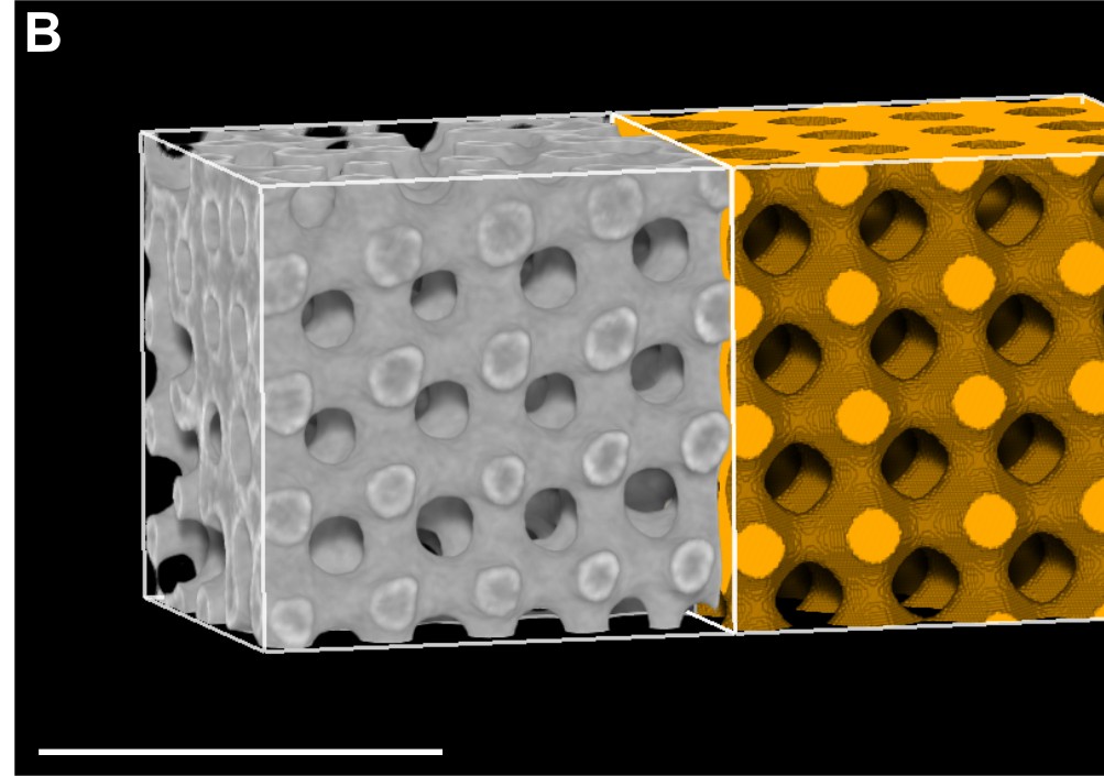 A block of sea urchin stereom imaged in grey, joined to a computer-simulated Diamond surface in yellow; the two lattices continue into each other almost seamlessly